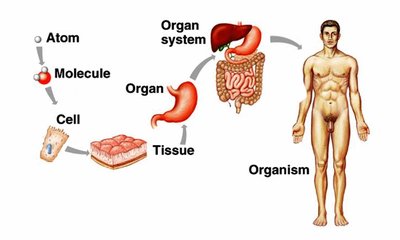Levels of body organization from atom to organism