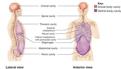 Thoracic cavity and mediastinum