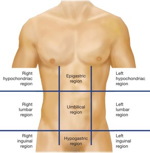 Anatomical divisions of the abdomen