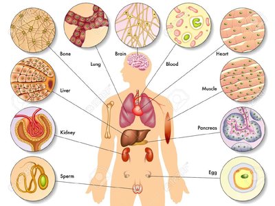Different cell types and their locations in the body