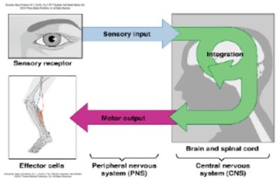 Diagram of nervous system functions: sensory input, integration, motor output