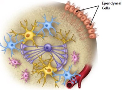 Ependymal cells in CNS