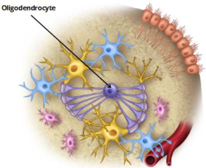 Oligodendrocyte in CNS