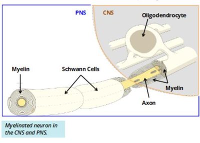 Myelinated neuron in CNS and PNS: Schwann cells and oligodendrocytes