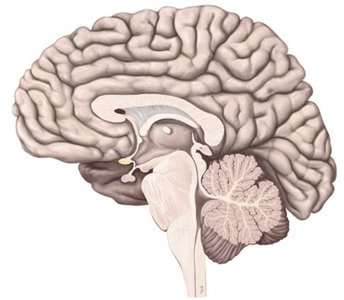 Midsagittal section of the brain
