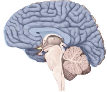Superior view of the brain: left and right hemispheres