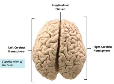 Lateral view of cerebrum: cerebral cortex