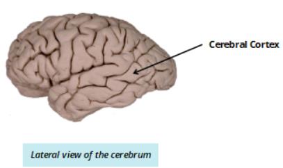 Coronal section of cerebrum: cerebral cortex