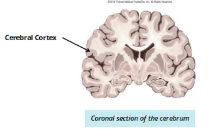 Lateral view of cerebrum: examples of sulcus and gyrus