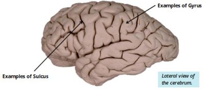 Lateral view of cerebrum: major sulci