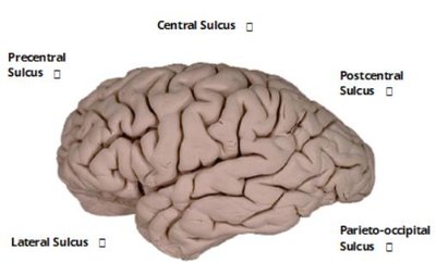 Midsagittal section of cerebrum: sulci