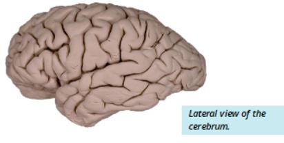 Lateral view of cerebrum: precentral and postcentral gyri