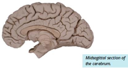 Lateral view of cerebrum: precentral and postcentral gyri
