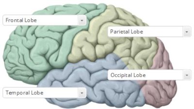 Coronal section of cerebrum: grey matter