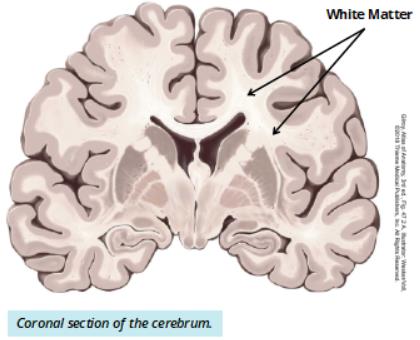 Coronal section of cerebrum: association fibers