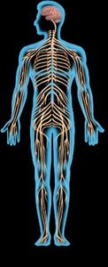 Human body highlighting the PNS (network of nerves)