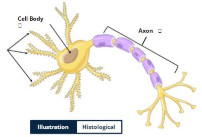 Illustration of neuron structure: cell body, dendrites, axon