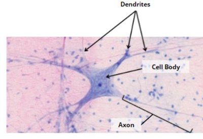 Histological image of neuron: cell body, dendrites, axon
