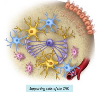 Supporting cells of the CNS