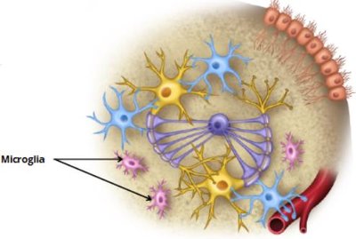 Microglia in CNS