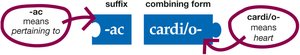 Building medical word: pertaining to the heart
