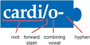 Combining form structure: root, forward slash, combining vowel, hyphen