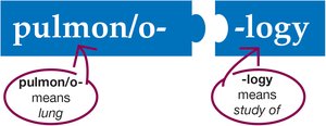 pulmon/o- means lung; -logy means study of