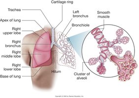 Lung anatomy showing bronchi, bronchioles, and alveoli
