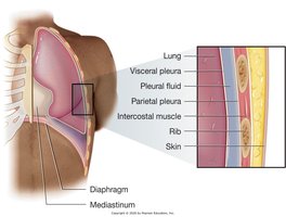 Diagram of the diaphragm and pleura