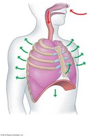 Diagram of inhalation mechanics