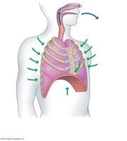 Diagram of exhalation mechanics