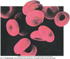 Scanning electron micrograph of erythrocytes (red blood cells)