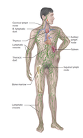 Diagram of the lymphatic system in the human body