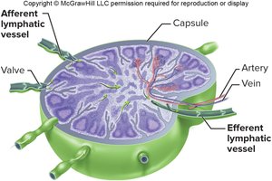 Structure of a lymph node