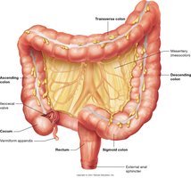 Large intestine anatomy