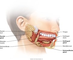 Anatomy of the salivary glands