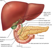 Liver, gallbladder, and pancreas anatomy
