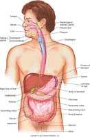 Labeled diagram of the digestive system
