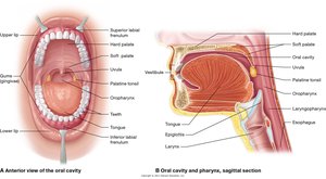 Anterior and sagittal views of the oral cavity