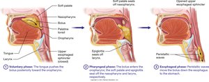Movement of a bolus of food from the mouth to the esophagus