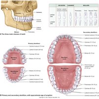 Types of teeth and dentition