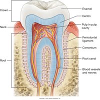 Structure of a tooth