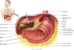 Anatomy of the stomach