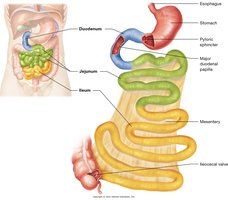 Small intestine anatomy