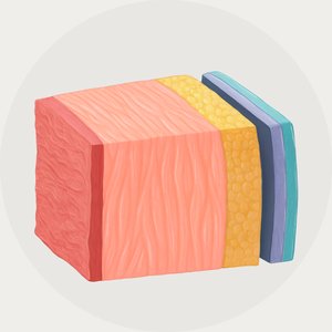 Heart wall layers