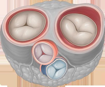 Heart valves cross-section