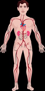 Major arteries in human body