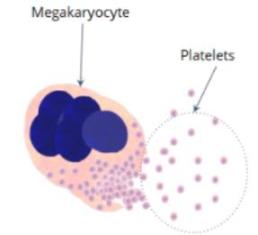Megakaryocyte and platelets illustration