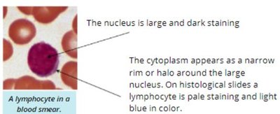 Lymphocyte in blood smear