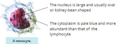 Monocyte illustration